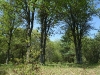 Wooded lot on lake Petenwell